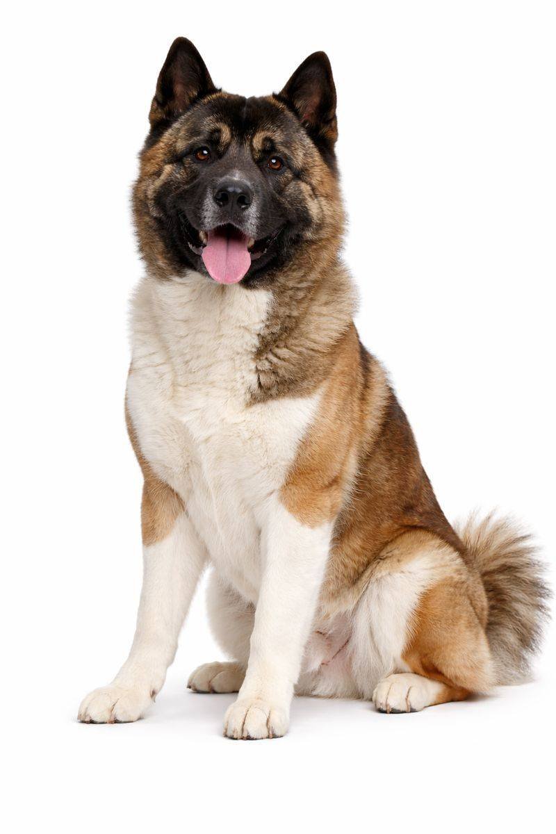 Akita
