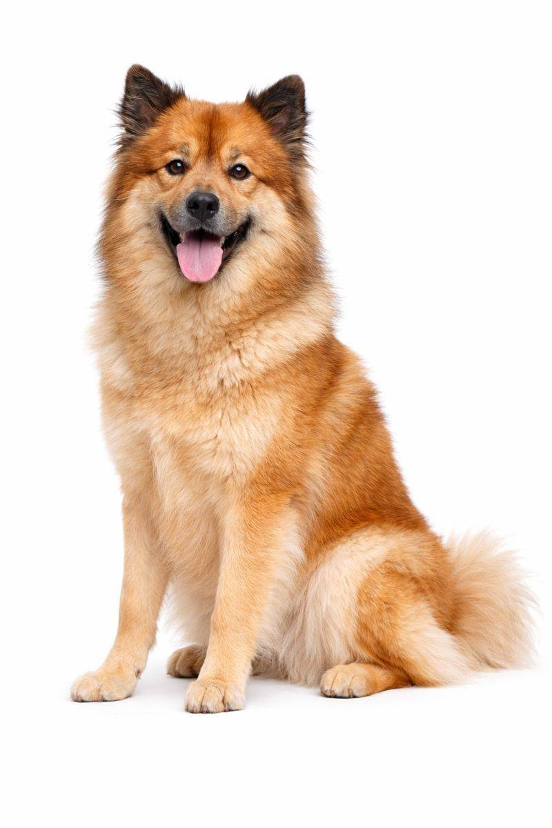 Eurasier